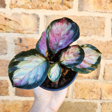 Load image into Gallery viewer, Calathea Rosy - 100mm
