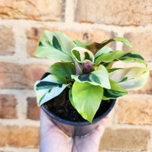 Load image into Gallery viewer, Calathea Thai Beauty - 100mm
