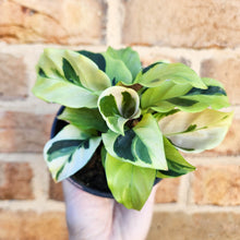 Load image into Gallery viewer, Calathea Thai Beauty - 100mm
