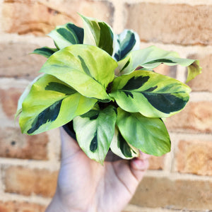 Calathea Thai Beauty - 100mm