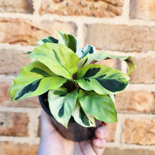 Load image into Gallery viewer, Calathea Thai Beauty - 100mm
