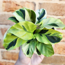 Load image into Gallery viewer, Calathea Thai Beauty - 100mm
