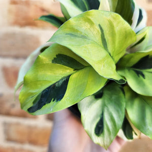 Calathea Thai Beauty - 100mm