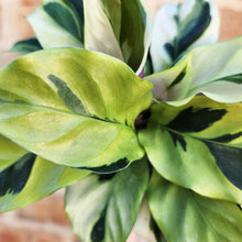 Load image into Gallery viewer, Calathea Thai Beauty - 100mm
