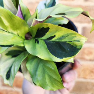 Calathea Thai Beauty - 100mm