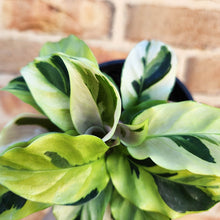 Load image into Gallery viewer, Calathea Thai Beauty - 100mm
