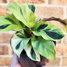 Load image into Gallery viewer, Calathea Thai Beauty - 100mm
