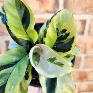 Calathea Thai Beauty - 100mm