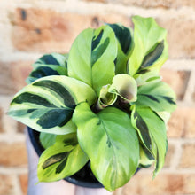 Load image into Gallery viewer, Calathea Thai Beauty - 100mm
