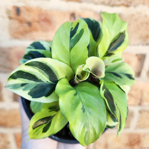 Calathea Thai Beauty - 100mm