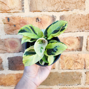 Calathea Thai Beauty - 100mm