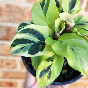 Calathea Thai Beauty - 100mm