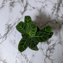 Load image into Gallery viewer, Calathea Zebrina - 100mm
