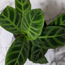 Load image into Gallery viewer, Calathea Zebrina - 100mm

