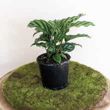 Load image into Gallery viewer, Calathea louisae Freddy - 100mm
