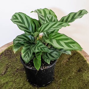 Calathea louisae Freddy - 100mm