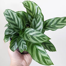 Load image into Gallery viewer, Calathea louisae Freddy - 100mm
