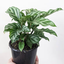 Load image into Gallery viewer, Calathea louisae Freddy - 100mm
