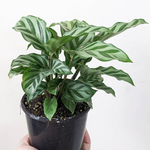 Calathea louisae Freddy - 100mm