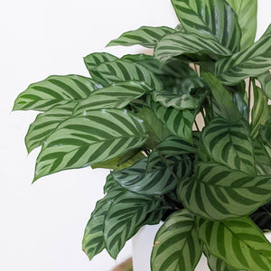 Calathea louisae Freddy - 210mm Ceramic Pot - Sydney Only