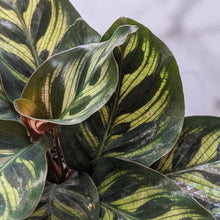 Load image into Gallery viewer, Calathea makoyana Peacock Plant - 105mm
