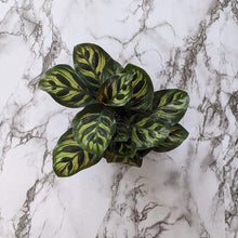 Load image into Gallery viewer, Calathea makoyana Peacock Plant - 105mm
