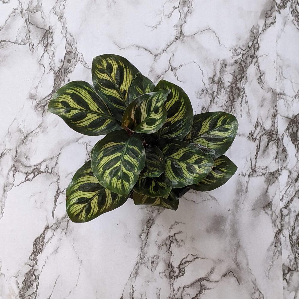 Calathea makoyana Peacock Plant - 105mm