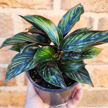 Load image into Gallery viewer, Calathea ornata &#39;Beauty Star&#39; - 100mm
