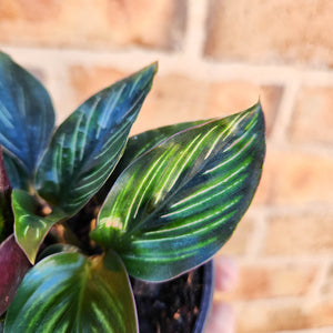 Calathea ornata 'Beauty Star' - 100mm
