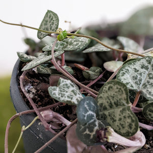Ceropegia Woodii Chain of Hearts - 120mm