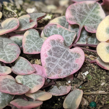 Load image into Gallery viewer, Ceropegia Woodii Variegated Chain of Hearts - 160mm
