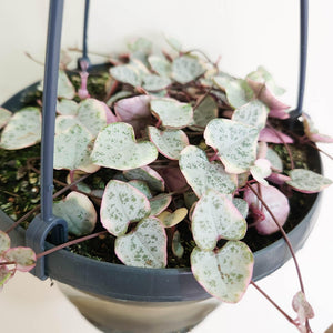 Ceropegia Woodii Variegated Chain of Hearts - 160mm