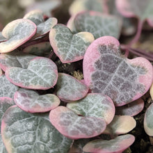 Load image into Gallery viewer, Ceropegia Woodii Variegated Chain of Hearts - 160mm
