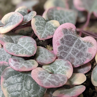 Ceropegia Woodii Variegated Chain of Hearts - 160mm