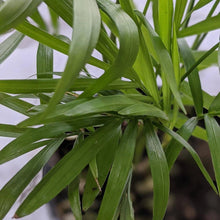 Load image into Gallery viewer, Chamaedorea elegans Parlour Palm - 130mm
