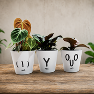 Potted Plants in Trio Rude Pots Gift - Sydney Only
