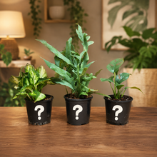 Load image into Gallery viewer, Low Light Plants Pack (3 Assorted Plants) - 100mm
