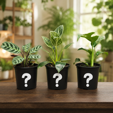 Load image into Gallery viewer, Hard to Kill Plants Pack (3 Assorted Plants) - 100mm
