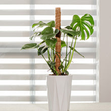 Load image into Gallery viewer, Coir Totem Plant Pole - Extendable - 40cm
