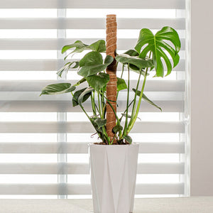 Coir Totem Plant Pole - Extendable - 40cm