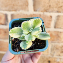 Load image into Gallery viewer, Cotyledon Bears Paws Variegated (White) - 66mm
