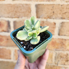 Load image into Gallery viewer, Cotyledon Bears Paws Variegated (White) - 66mm
