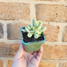 Load image into Gallery viewer, Cotyledon Bears Paws Variegated (White) - 66mm
