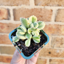 Load image into Gallery viewer, Cotyledon Bears Paws Variegated (White) - 66mm
