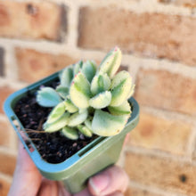 Load image into Gallery viewer, Cotyledon Bears Paws Variegated (White) - 66mm
