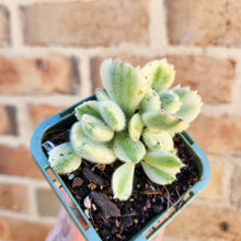 Load image into Gallery viewer, Cotyledon Bears Paws Variegated (White) - 66mm
