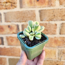 Load image into Gallery viewer, Cotyledon Bears Paws Variegated (White) - 66mm
