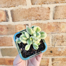 Load image into Gallery viewer, Cotyledon Bears Paws Variegated (White) - 66mm
