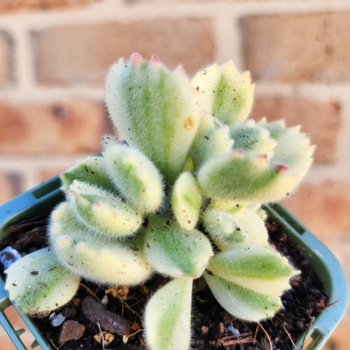 Cotyledon Bears Paws Variegated (White) - 66mm