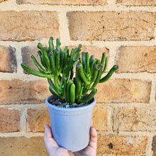Load image into Gallery viewer, Crassula Gollum - 105mm
